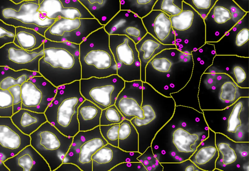 Dynamic Content Image